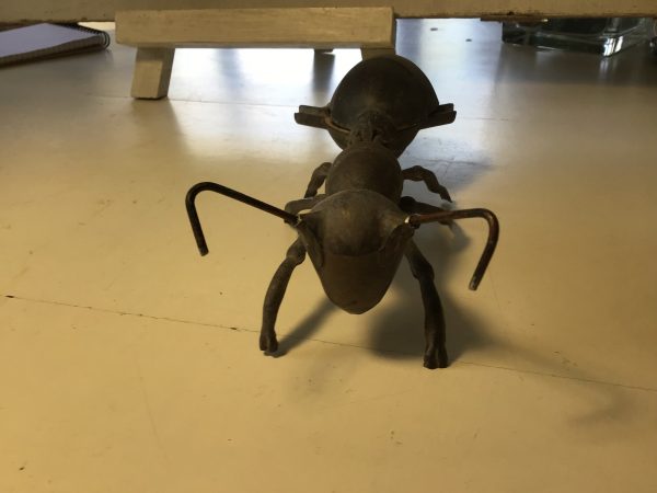 Fourmi cendrier – Image 2