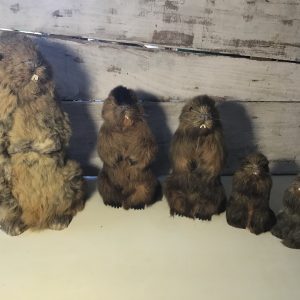 Marmottes