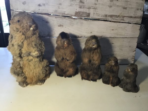 Marmottes