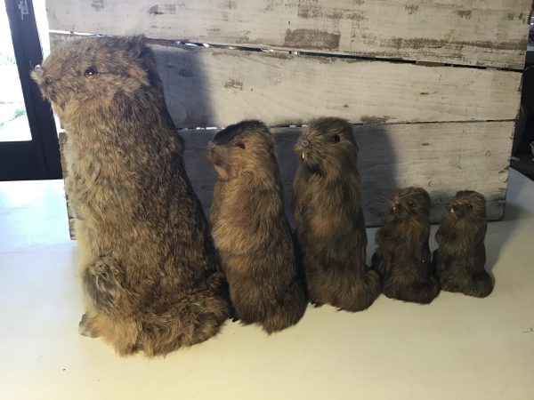 Marmottes – Image 2